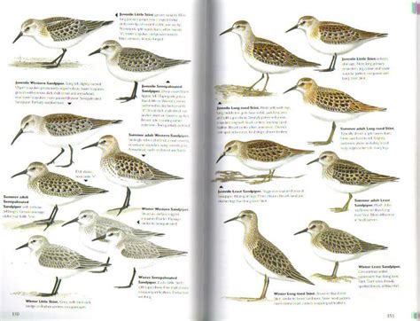 Book Review: The Helm Guide to Bird Identification | Ireland's Wildlife