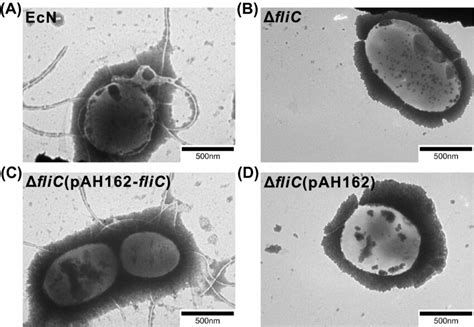 Transmission electron microscope analysis of the bacterial flagella.... | Download Scientific ...