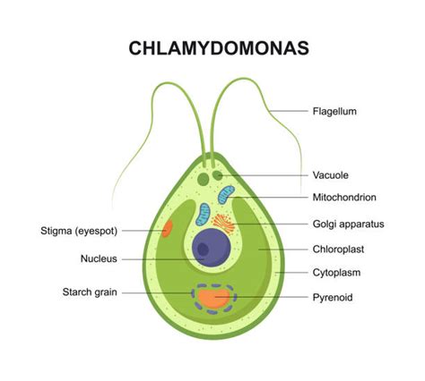 Chlamydomonas Illustrations, Royalty-Free Vector Graphics & Clip Art - iStock