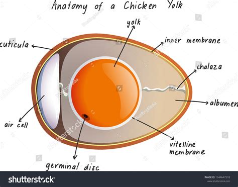 Anatomy Chicken Yolk Illustration: stockvector (rechtenvrij) 1944647518 ...