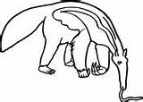 Dibujos De Oso hormiguero Para Colorear  Páginas Imprimir Y sketch template