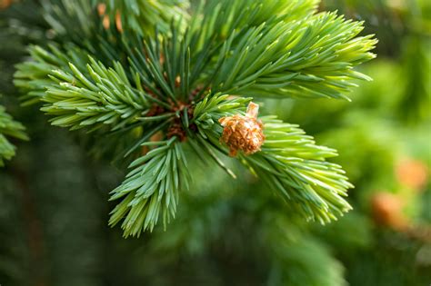 Siberian Fir (Abies sibirica) Organic Essential Oil – St Larry's