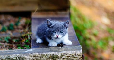 Cute, kitten, blue eyes, adorable HD wallpaper | Pxfuel