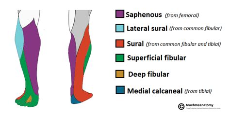 Cutaneous Innervation of the Lower Limb from teach me anatomy | uni ...