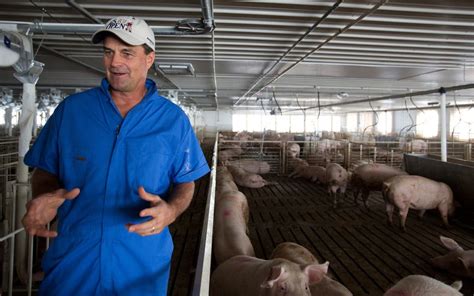 Pig Farmers Face Pressure on the Size of the Sty - The New York Times