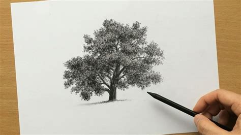 How to Draw a Tree in Charcoal - YouTube