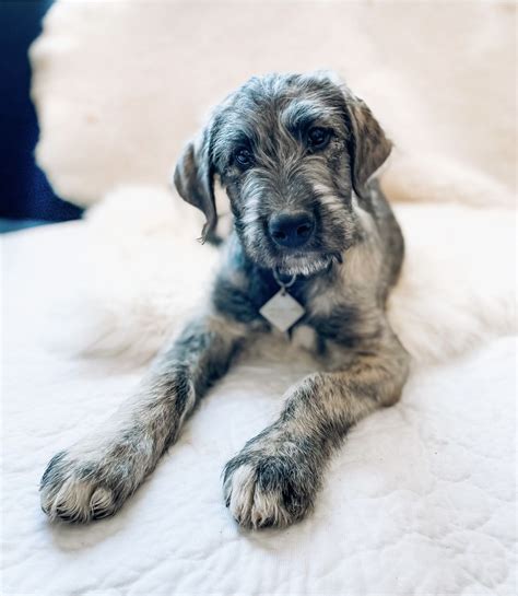 Irish Wolfhound Puppies For Sale