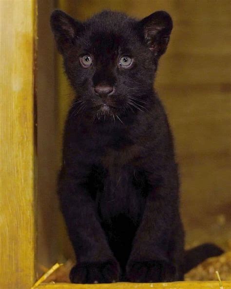 Rare Newborn Black Jaguar Cub Brings Hope to the “Near Threatened ...