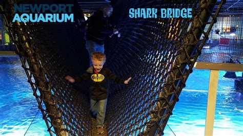 Newport Aquarium Shark Bridge - YouTube