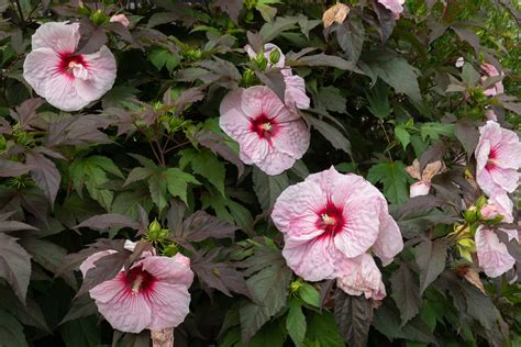 Hardy Hibiscus: Plant Care & Growing Guide