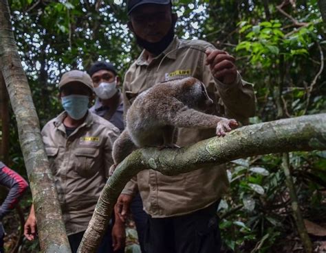 8 Kukang Sumatera Dilepasliarkan BBKSDA Riau - Kukangku