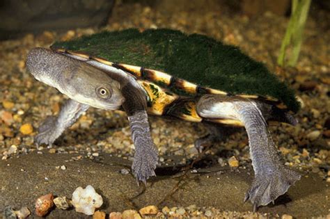 Eastern Long Neck Turtle Facts and Pictures | Reptile Fact