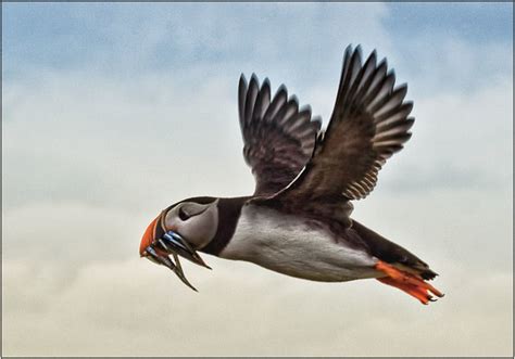 Puffin Flying | Flickr - Photo Sharing!