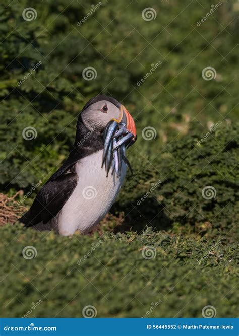 Atlantic Puffin with Beak Full of Sandeals 3 Stock Photo - Image of seabird, atlantic: 56445552