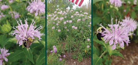 Wild Bergamot | Johnson's Nursery | KB