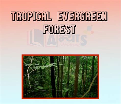 Top 124+ Tropical evergreen forest animals with their names ...