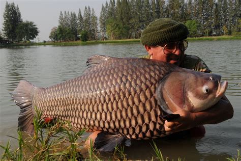 Big Fishes of the World: GIANT SIAMESE BARB CARP page 2