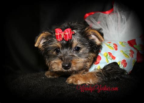 Female Teacup Yorkie Puppies For Sale in TX | Wendys Yorkies