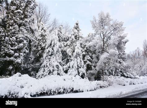 Park after snowstorm. East Coast is frozen over in a 'bomb cyclone ...