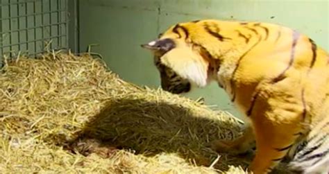 Tiger Gives Birth To Lifeless Cub And Leaves Caretakers Baffled When ...