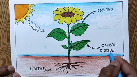 How to draw photosynthesis step by step so easy/ Photosynthesis drawing - YouTube