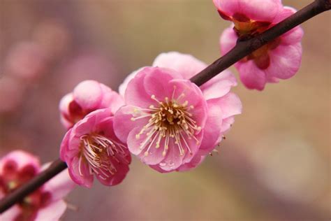 Pink_Plum_Blossom_Picture_Japan | Plum flowers, Plum blossom, Blossom