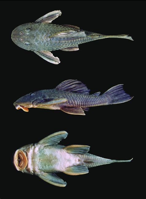 | Hypostomus robertsoni, holotype, NUP 22740, 127.9 mm SL; Brazil ...