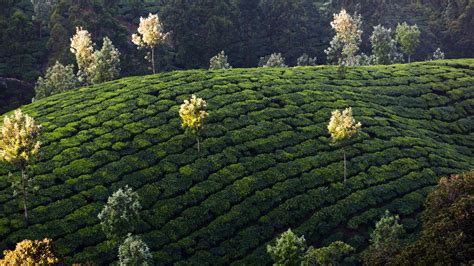 Tea plantations of Munnar, hill station in Kerala, India – Windows Spotlight Images