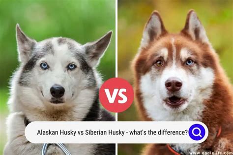 Alaskan Husky Vs Siberian Husky What's The Difference?