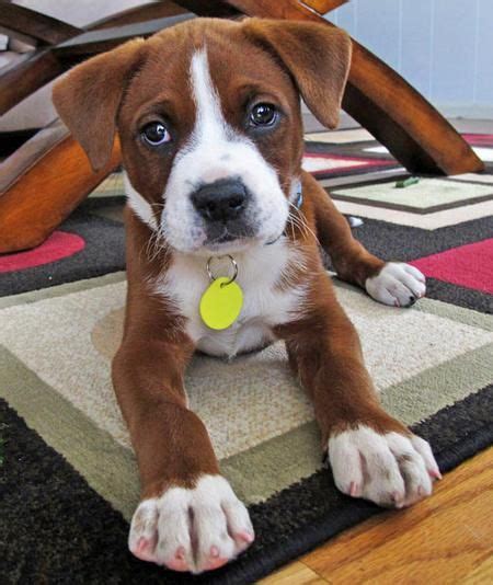 Boxer Mix (with Stafford terrier?) | Cute puppy names, Boxer mix puppies, Cute puppies