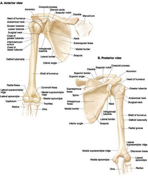 Pin by faris alasmer on class | Anatomy bones, Upper limb anatomy, Human anatomy and physiology