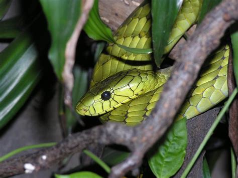 Western Green Mamba Facts and Pictures