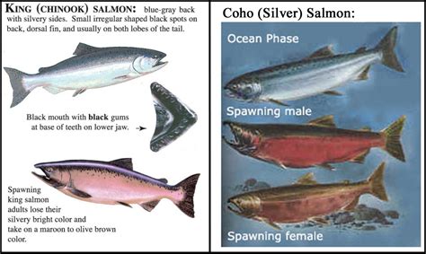 Pacific Salmon