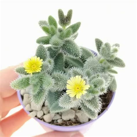 Delosperma echinatum 6,5 cm. | Aizoaceae - Giromagi vendita piante grasse