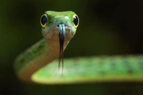 How to Photograph Snakes - Nature TTL