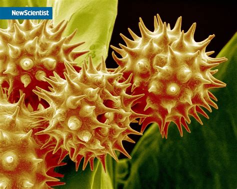 Sunflower pollen | Geometry in nature, Pollen, Things under a microscope