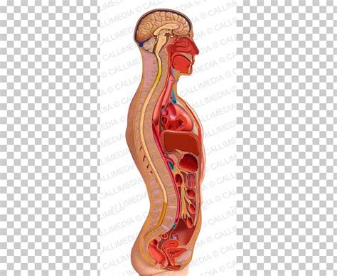 Sagittal Plane Homo Sapiens Torso Anatomy Human Body PNG, Clipart, Anatomy, Arm, Coronal Plane ...