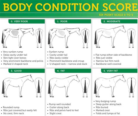 Body Condition Scores for Horses | Pony Club Australia