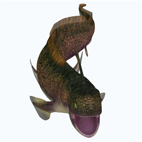 Xenacanthus Shark Open Mouth Digital Art by Corey Ford - Fine Art America