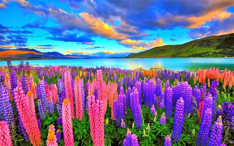 NatBG.com - LUPIN FIELDS LUPINE FIELD Enchanting Nature Lovely Flower Colors Beautiful Flowers ...