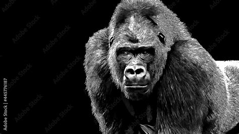 Black and white portrait of a gorilla done with digital pen and ink ...