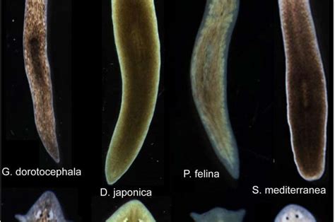 Biologists induce flatworms to grow heads and brains of other species