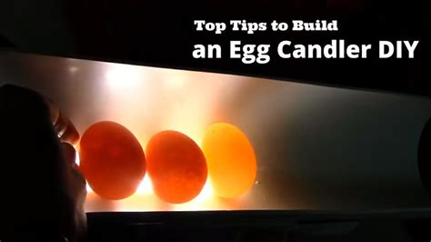 Top Tips to Build an egg Candler DIY | Egg candler, Eggs, Candler