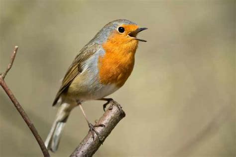 Everything you need to know about the robin | Facts about robins ...