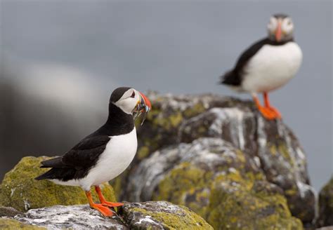 Scotland | Puffins on Isle of May. | Richard McManus | Flickr