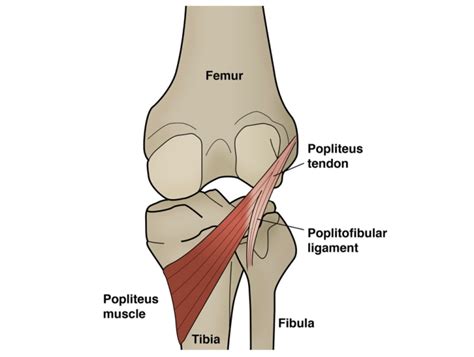 The Popliteus muscle Anatomy Origin, Insertion, Function, Exercise