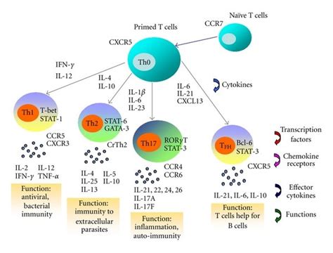 Effector T-cell differentiation (Th1, Th2, Th17 and TFH), the... | Download Scientific Diagram