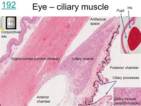 Image result for ciliary muscle histology | Ciliary muscle, Muscle, Image