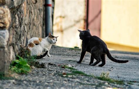 Cat Dodges Three Other Cats in a Street Fight - Our Funny Little Site