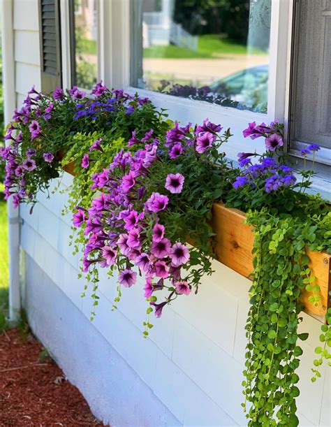 How To Make A Wooden Window Flower Box at Opal Holmes blog